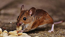 24 Hour & Emergency Exterminators in Cleveland, NM
